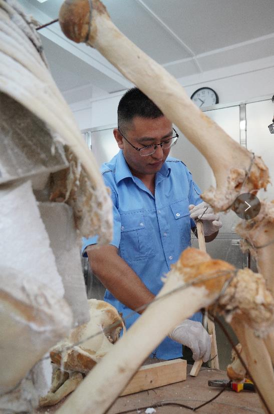 绝活丨上海自博馆标本制作师单鵾:一双巧手,让动物们"起死回生"